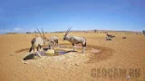 Веб-камера у водопоя в пустыне Намиб, Намибия (Намибия)